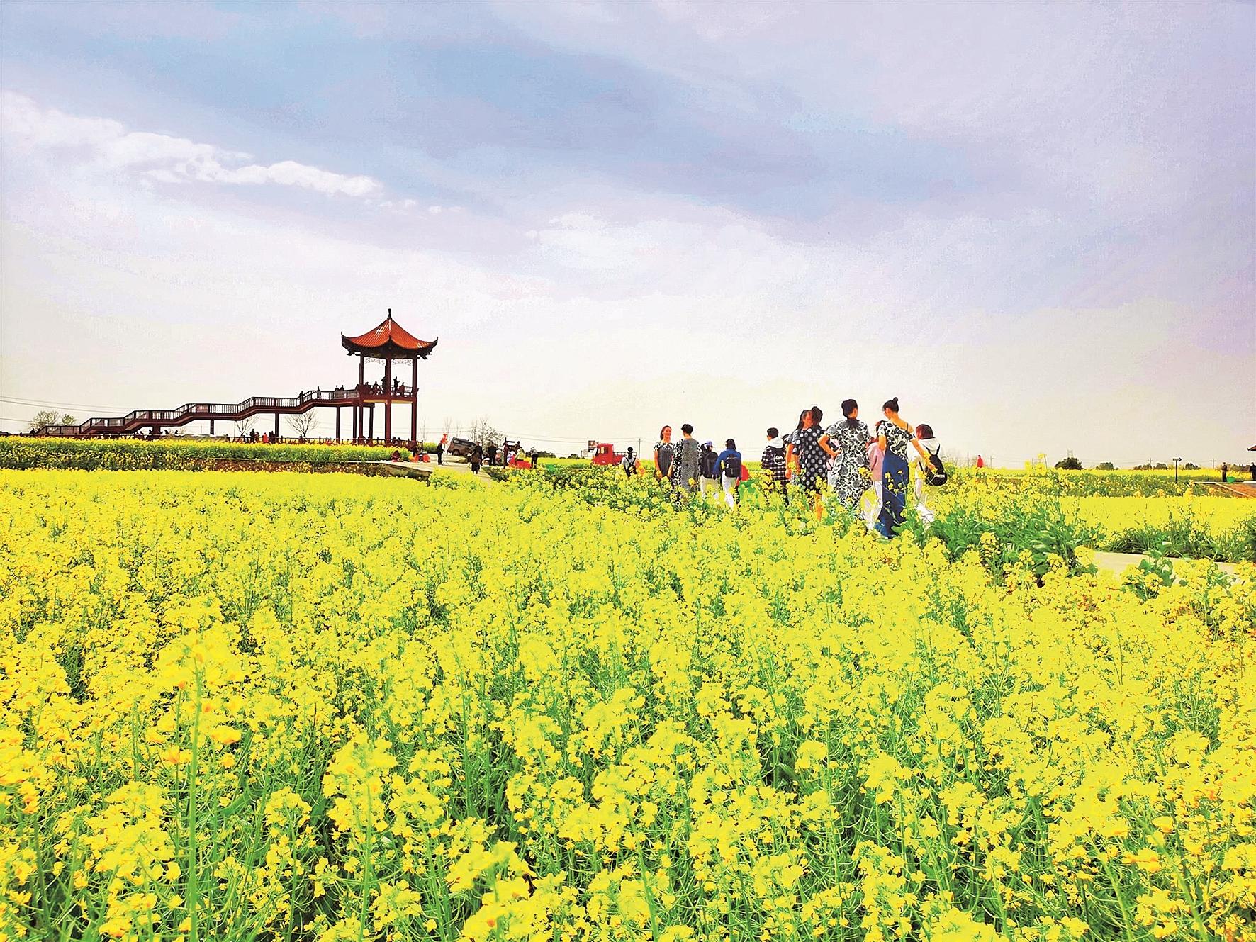 美丽广东发现之旅：清远黎塘湿地油菜花开春色满园 - 哔哩哔哩